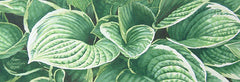 Hosta Hodgepodge, 5 x 14", watercolour framed with glass (SOLD)
