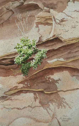Between a Rock and a Hard Place Again, watercolour by Karen Richardson
