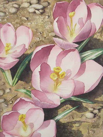 Crocus Focus, watercolour by Karen Richardson