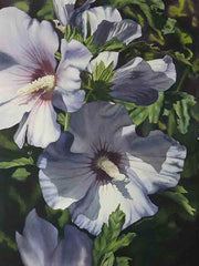 Blue Rose of Sharon, 28 x 22", watercolour on panel (SOLD)