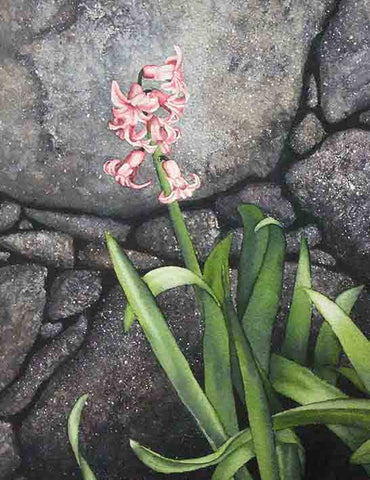 Hyacinth and Dry Stone, 12 x 9", watercolour on panel (SOLD)
