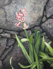 Hyacinth and Dry Stone, 12 x 9", watercolour on panel (SOLD)