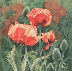 Poppies With Pizzazz, watercolour on panel, 12 x 12" (SOLD)