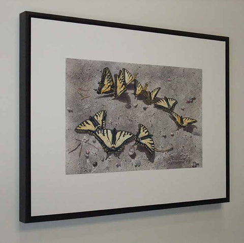 Sunbathing Swallowtails, watercolour on panel, 18 x 24" (SOLD)
