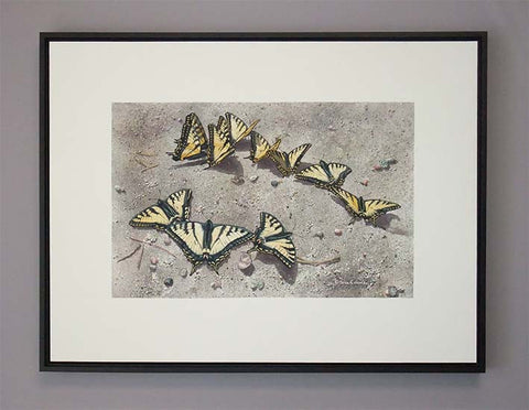 Sunbathing Swallowtails, watercolour on panel, 18 x 24" (SOLD)
