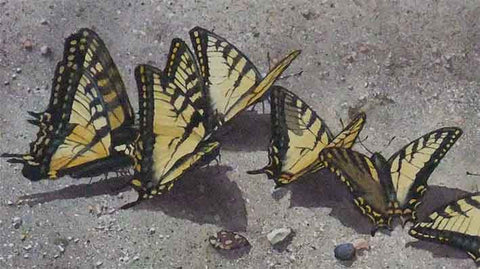 Detail of Sunbathing Swallowtails