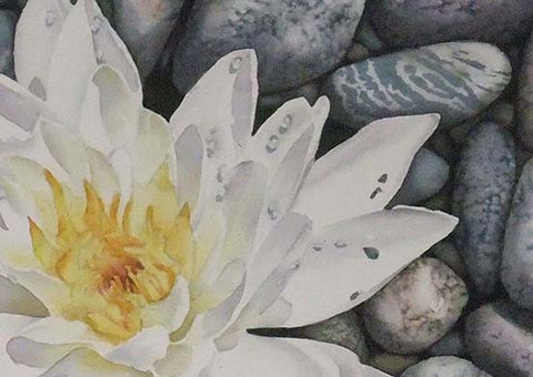 Waterlily on the Rocks (detail), watercolour by Karen Richardson
