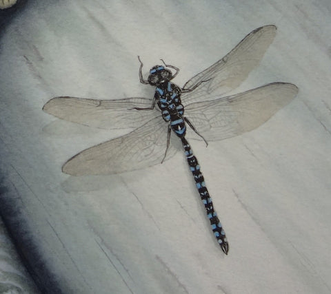 Detail of Rocky Repose by Karen Richardson
