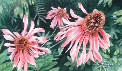 Echinacea Echo, 6 x 11", watercolour framed with glass (SOLD)