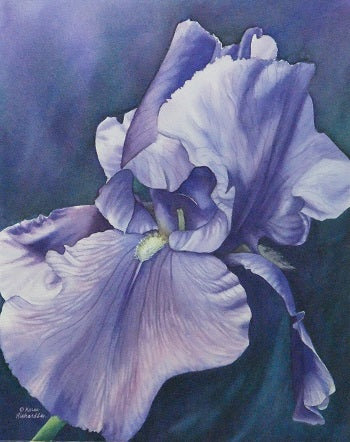 Blue Iris, watercolour 14 x 12 (SOLD)