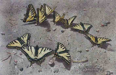 Close up of Sunbathing Swallowtails, showing just the painted portion
