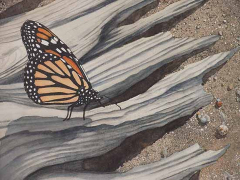 Monarch Adrift (detail), watercolour by Karen Richardson