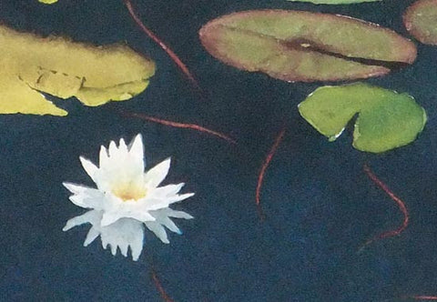 Stillwater Lily (detail), watercolour by Karen Richardson