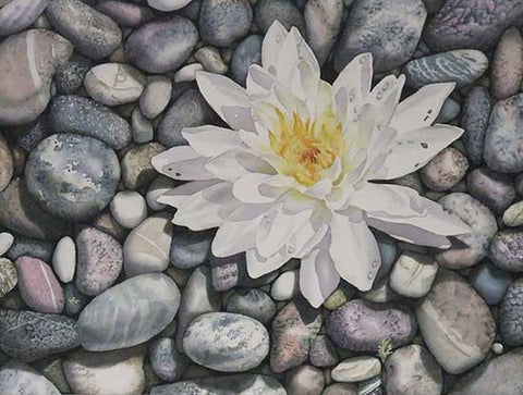 Waterlily on the Rocks, watercolour by Karen Richardson
