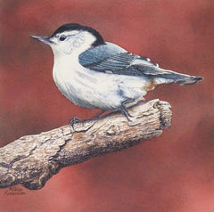 White Breasted Nuthatch by Karen Richardson