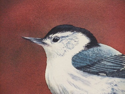 White Breasted Nuthatch by Karen Richardson
